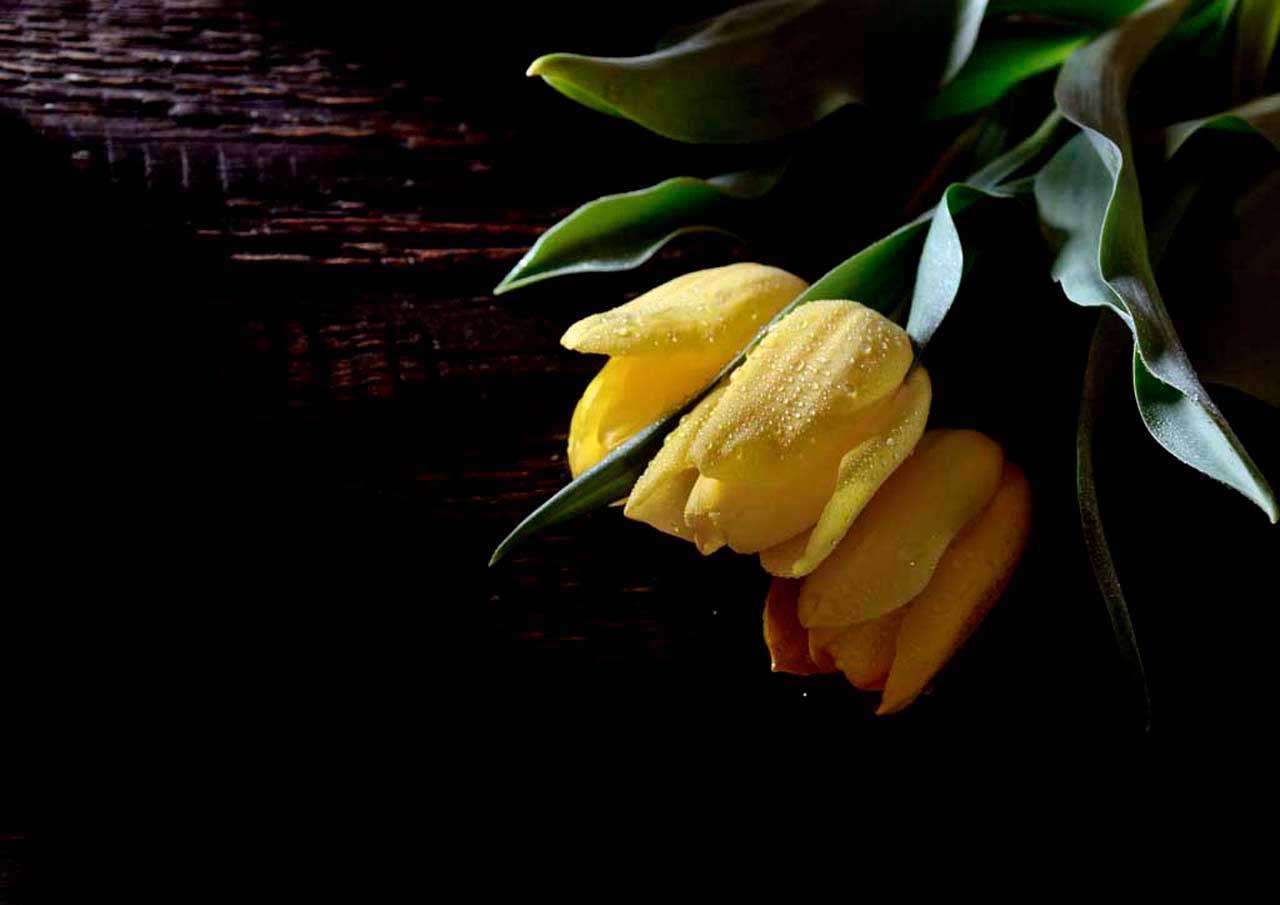 Фотообои в интерьере желтые тюльпаны  10-131 фото