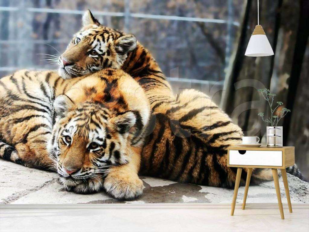 Фотообои Два тигра  4-164