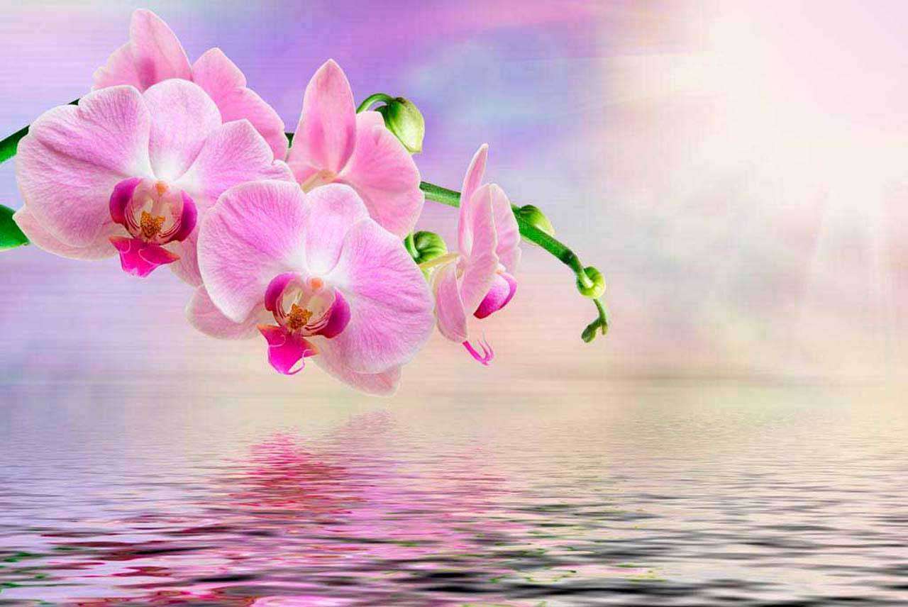 Фотообои в интерьере красивая орхидея над водой  10-212 фото