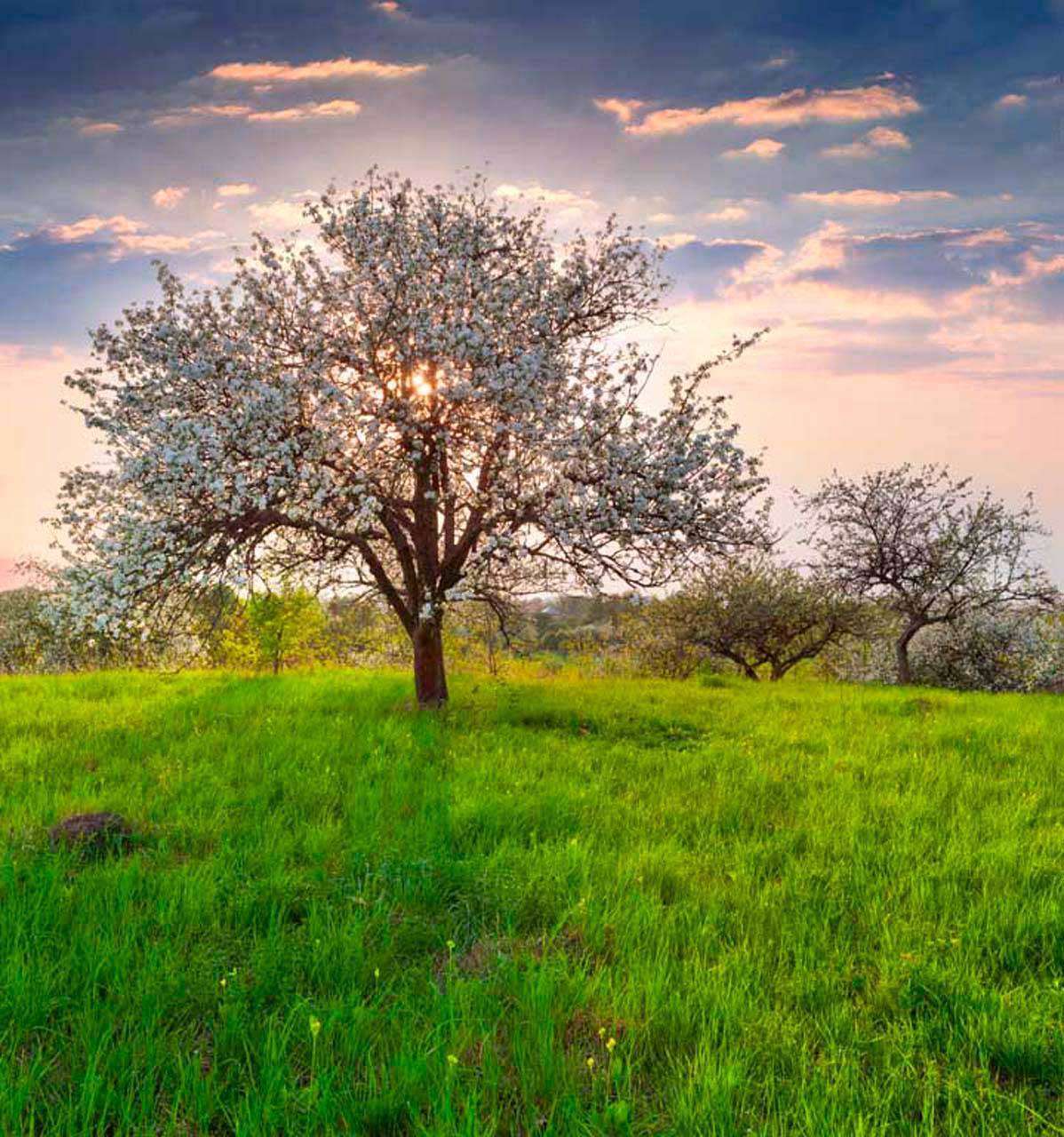 Фотообои в интерьере закат в яблоневом саду  10-094 фото