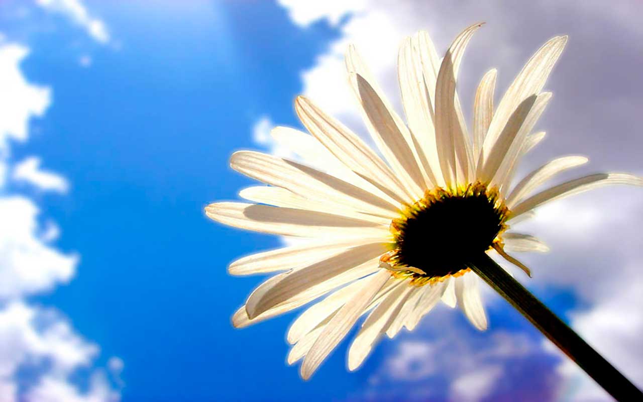 Фотообои в интерьере ромашка на фоне голубого неба  9-327 фото