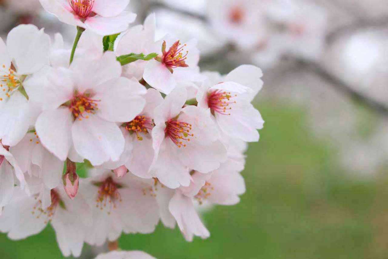 Фотообои в интерьере цветущая вишня весной  10-028 фото