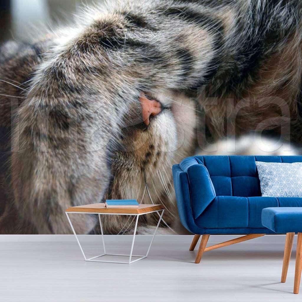 Фотообои Котенок  4-179