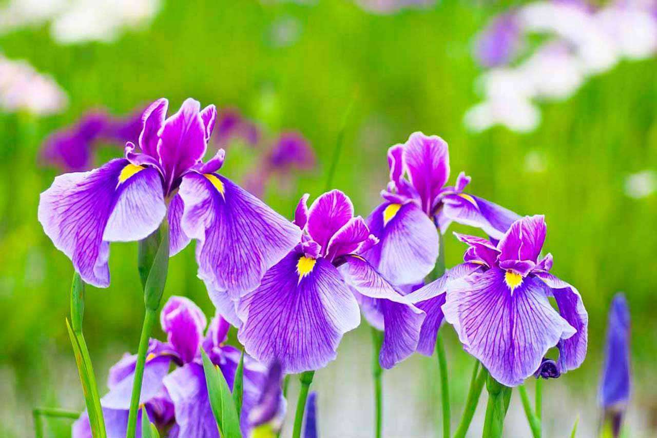 Фотообои в интерьере весенние ирисы  10-005 фото