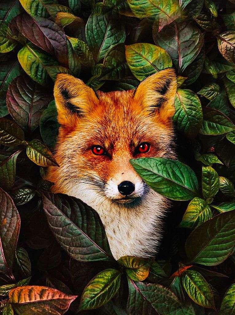 Фотообои в интерьере лисичка  9-2074 фото