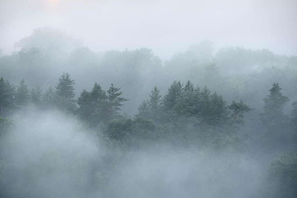 Фотообои в интерьере туманное утро  9-1164 фото