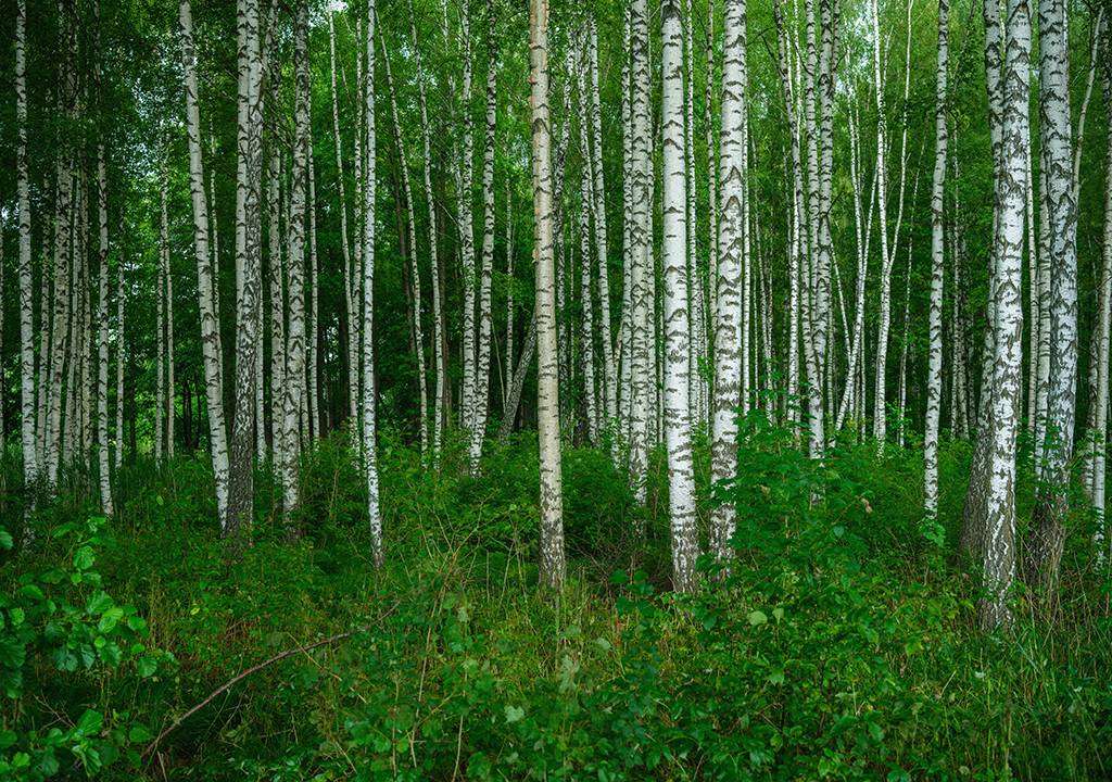 Фотообои в интерьере лес березовый  9-1971 фото