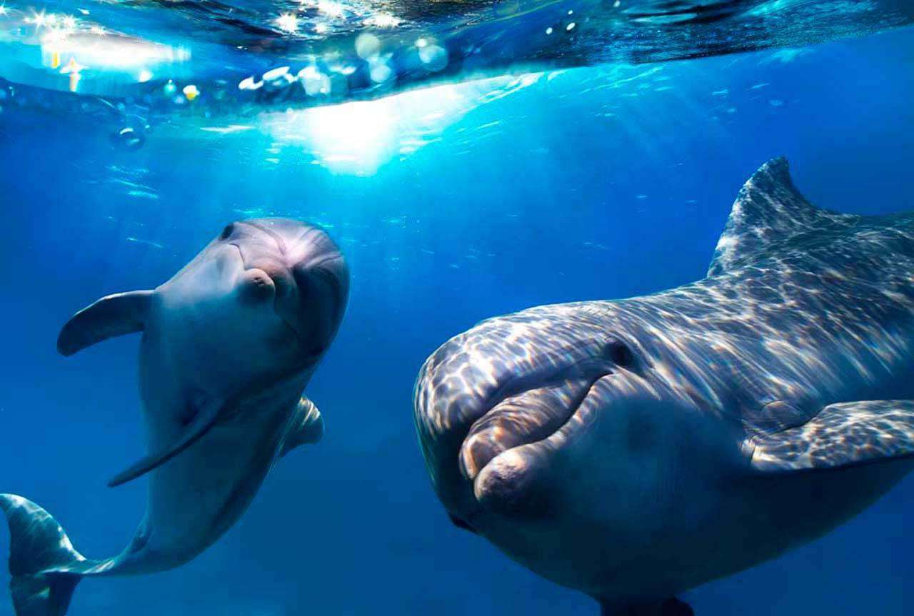 Фотообои в интерьере дельфины под водой  4-148 фото