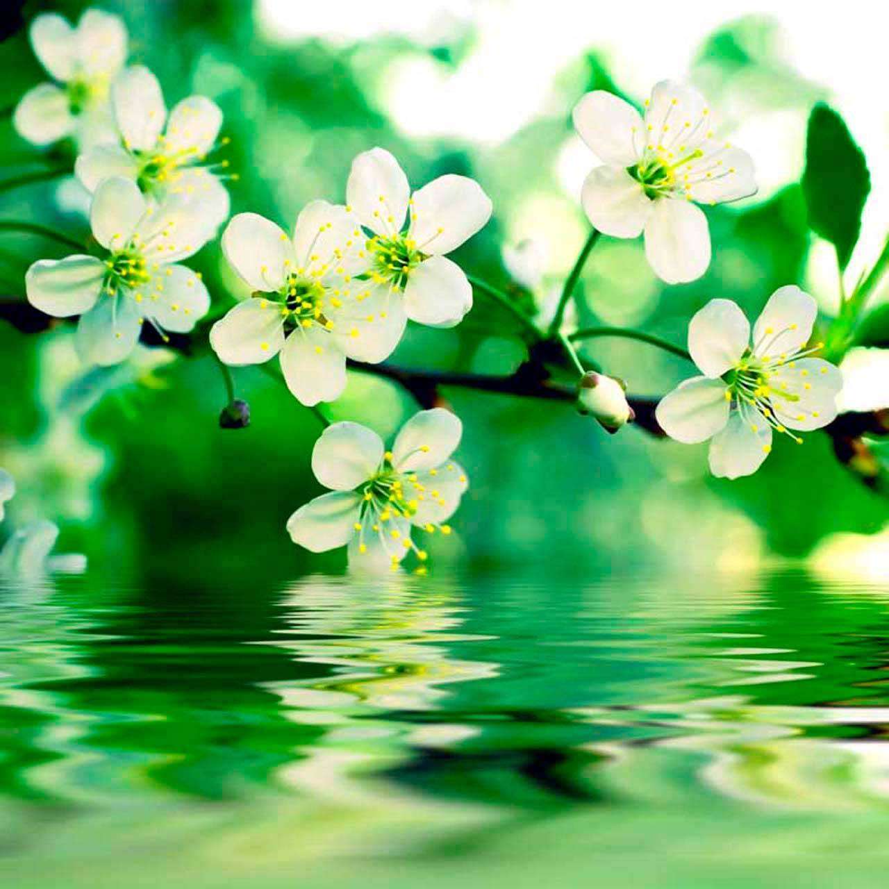 Фотообои в интерьере вишня в изумрудной воде  10-099 фото