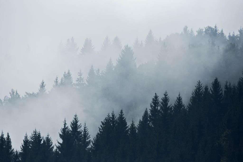 Фотообои в интерьере утро в тумане  9-1168 фото