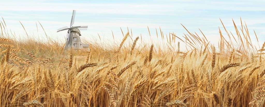 Фотообои в интерьере пшеничное поле  10-729 фото