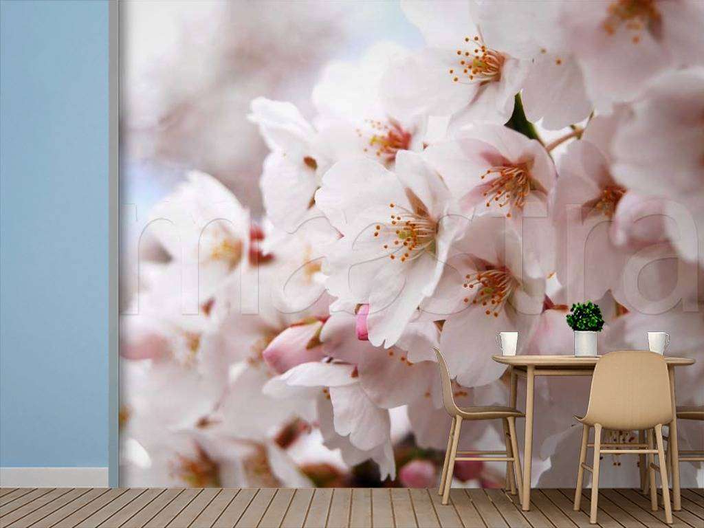 Фотообои Цветение сакуры  10-019