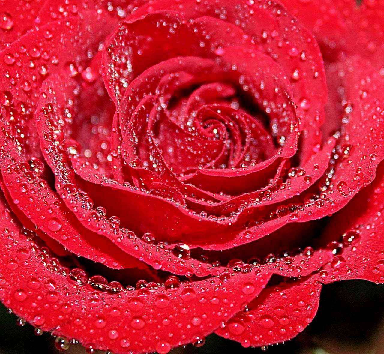 Фотообои в интерьере красная роза красивая с каплями росы  10-274 фото