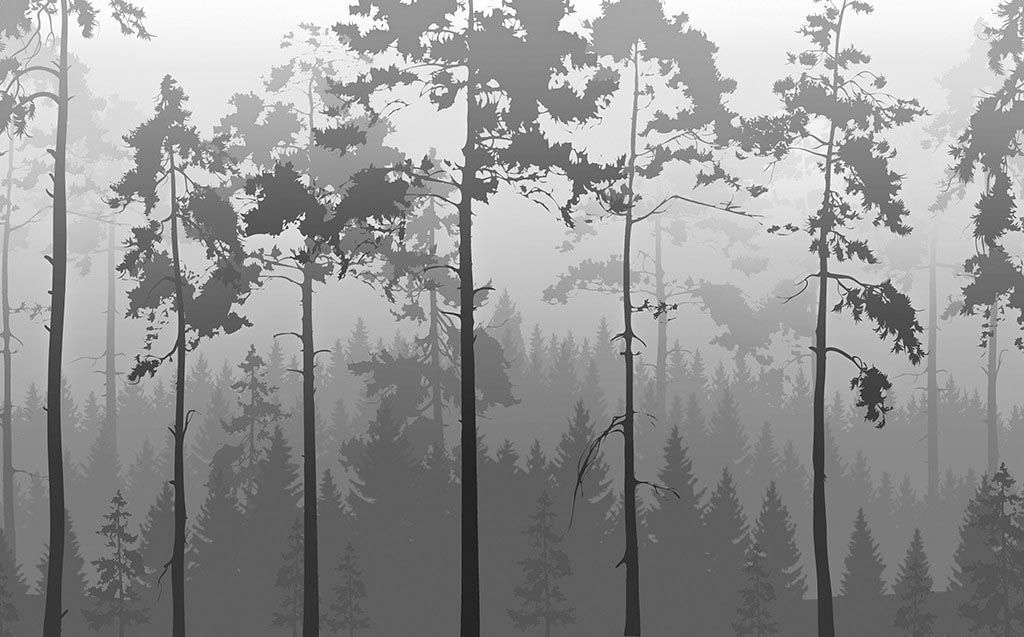 Фотообои в интерьере серый туманный лес  14-610 фото