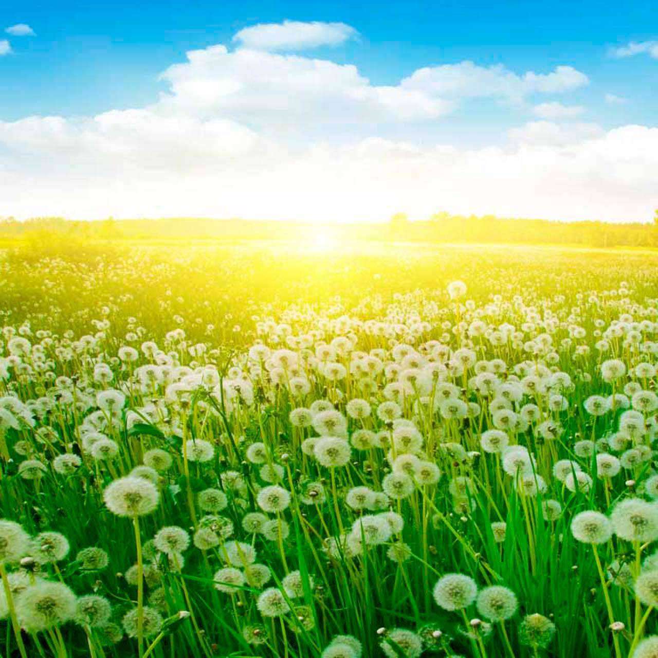 Фотообои в интерьере одуванчики на поле  10-063 фото