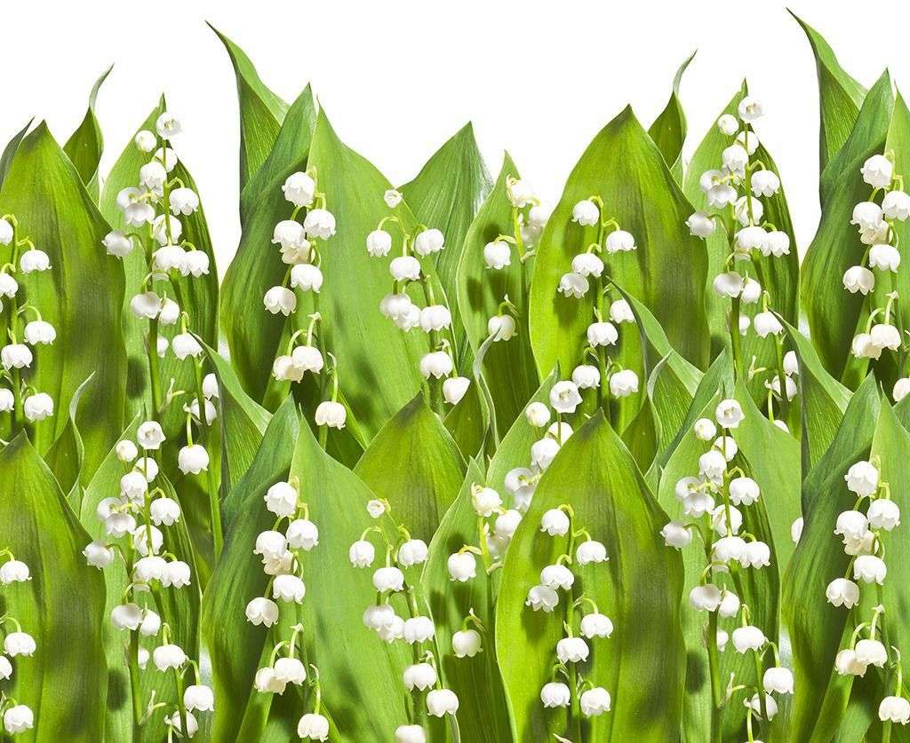 Фотообои в интерьере яркие ландыши  14-333 фото