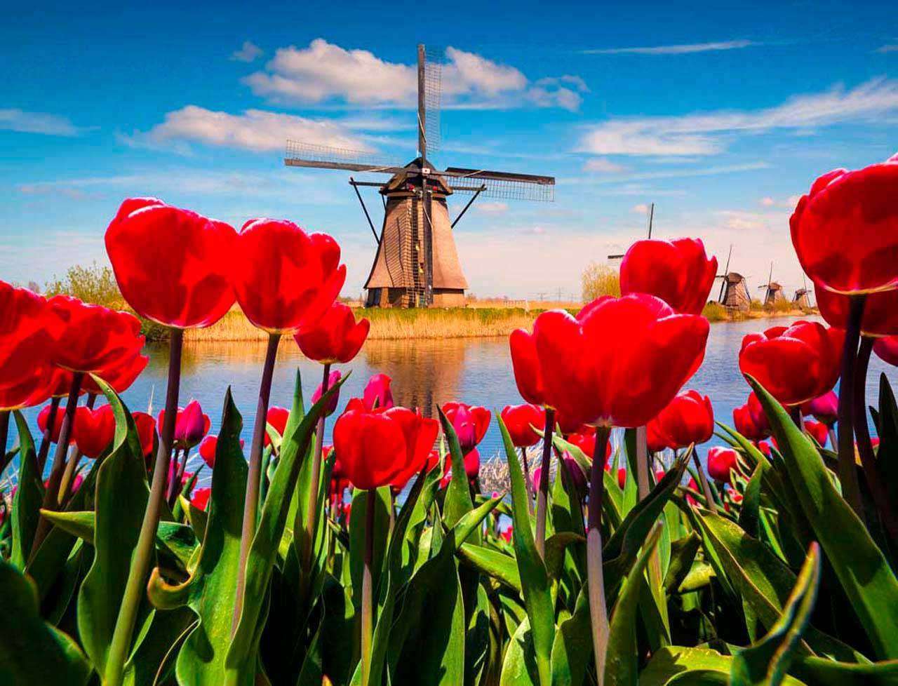 Фотообои в интерьере красные тюльпаны  10-139 фото