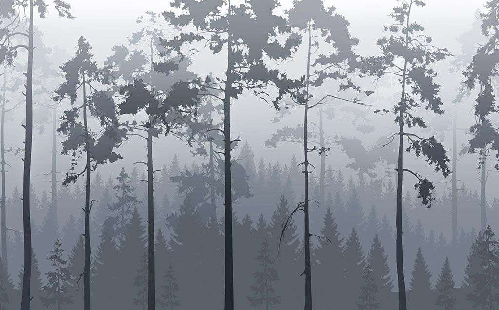 Фотообои в интерьере бледно-серый туманный лес  14-609 фото