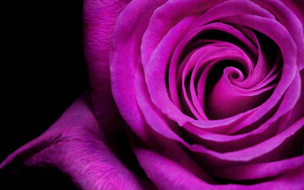 Фотообои в интерьере 3д крупные розы на темном фоне  3-154 фото