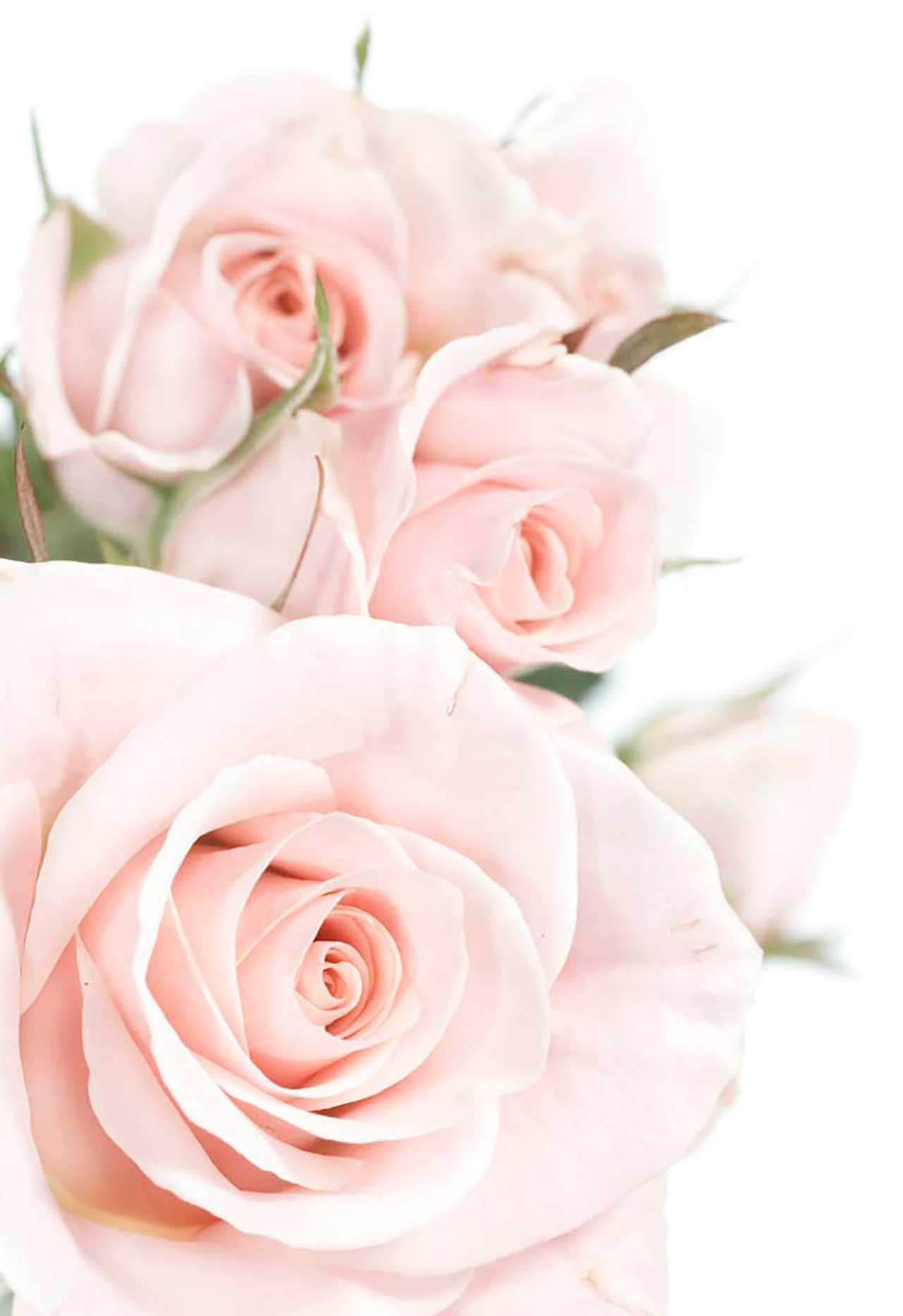 Фотообои в интерьере розовые розы на белом  9-083 фото