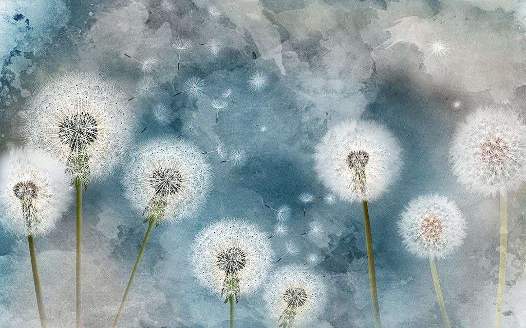 Фотообои в интерьере одуванчики на синем фоне  14-476 фото