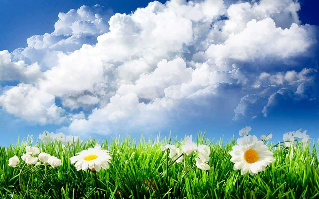 Фотообои в интерьере большие ромашки 3 д в поле и белые облака  9-388 фото