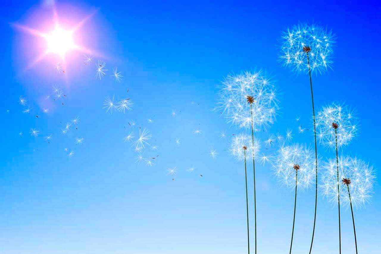 Фотообои в интерьере пушистые одуванчика  10-075 фото