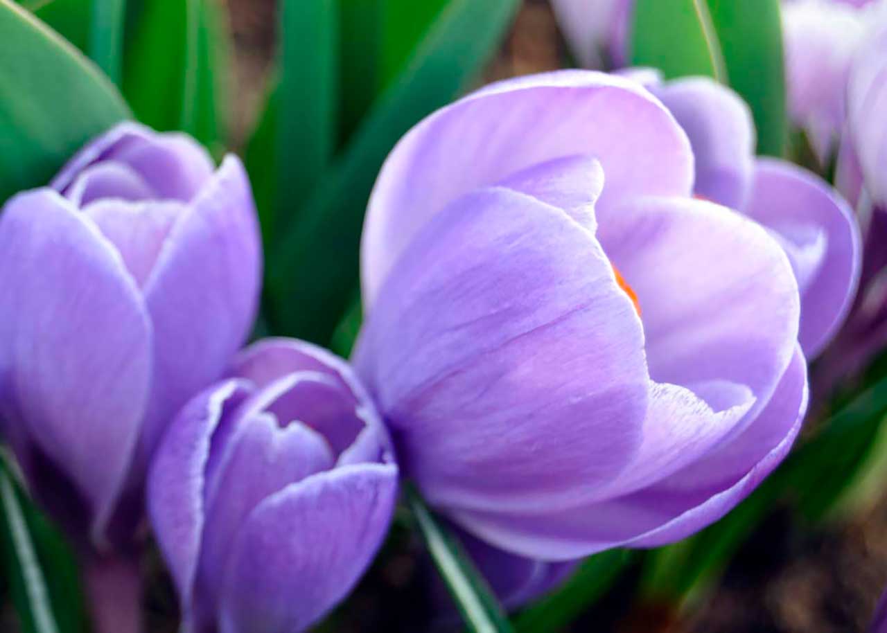 Фотообои в интерьере голубой тюльпан  9-104 фото