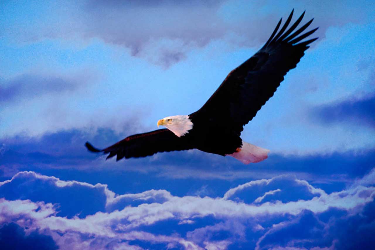 Фотообои в интерьере полет орла в небе  9-357 фото