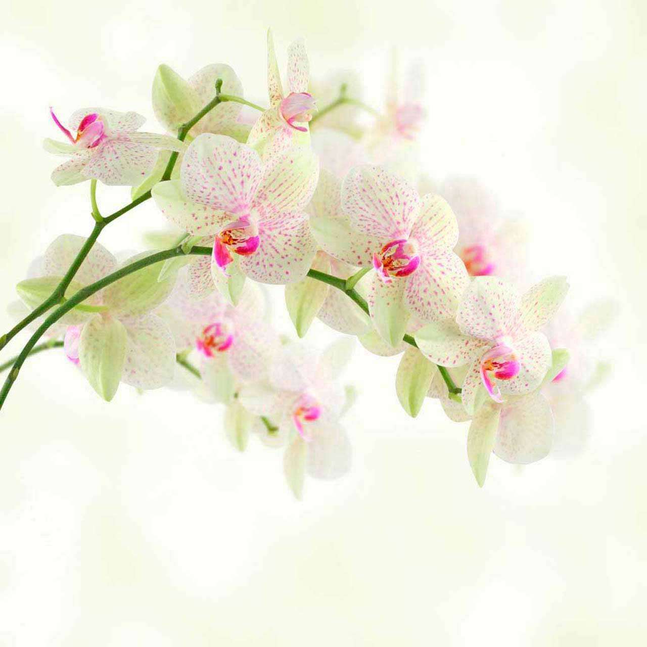 Фотообои в интерьере белая орхидея с розовым пигментом  10-164 фото