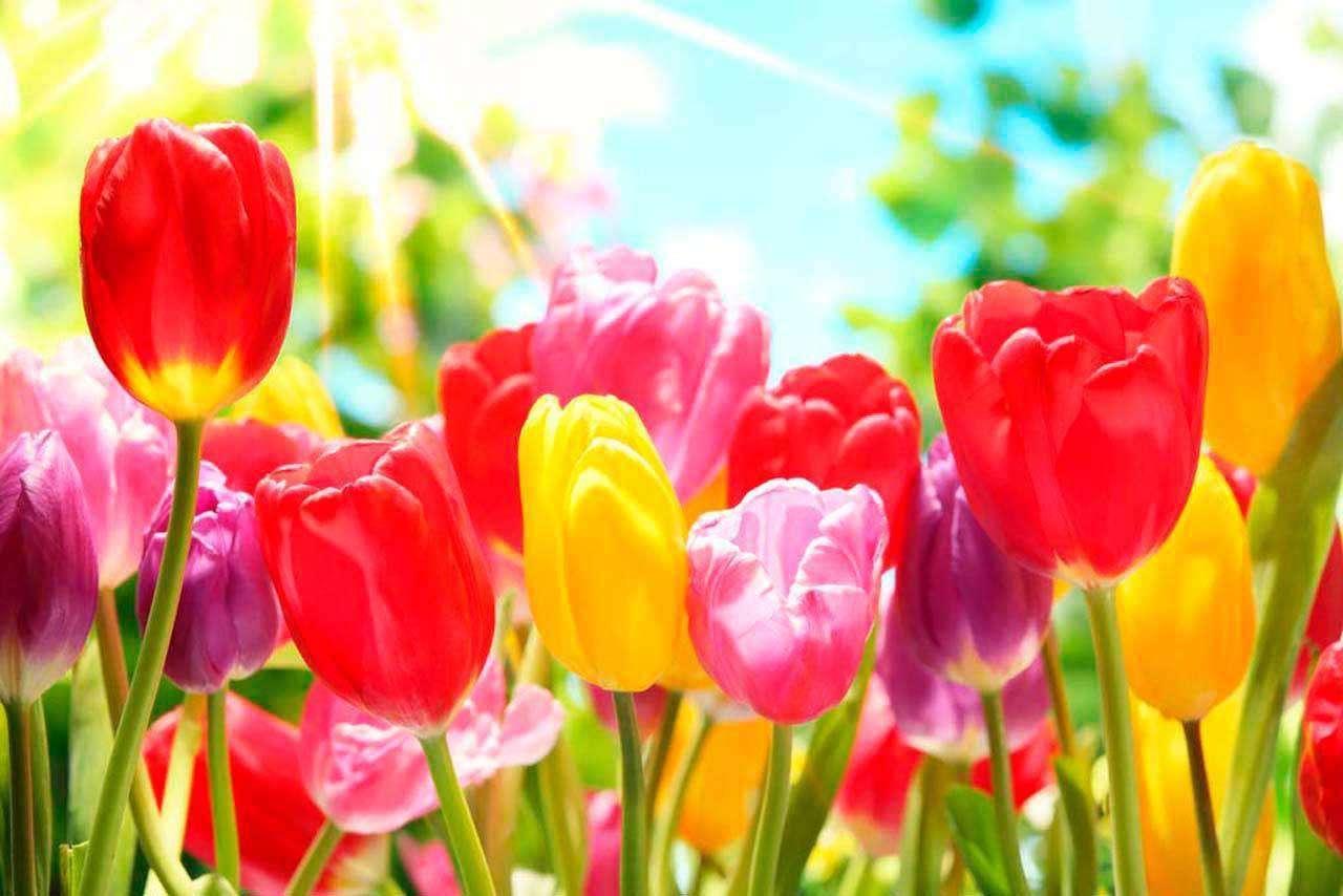 Фотообои в интерьере желтые и красные тюльпаны  4-050 фото