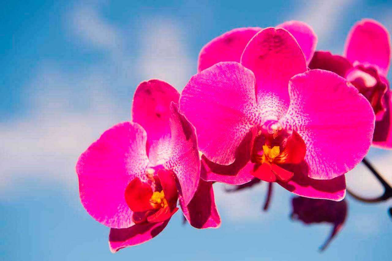 Фотообои в интерьере розовая орхидея на фоне неба  10-179 фото