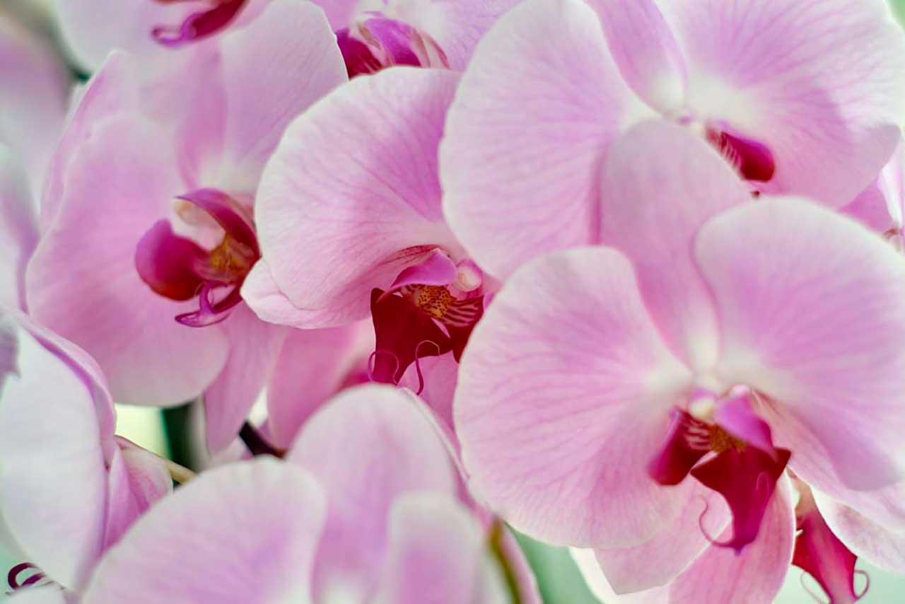 Фотообои в интерьере розовые орхидеи  9-079 фото