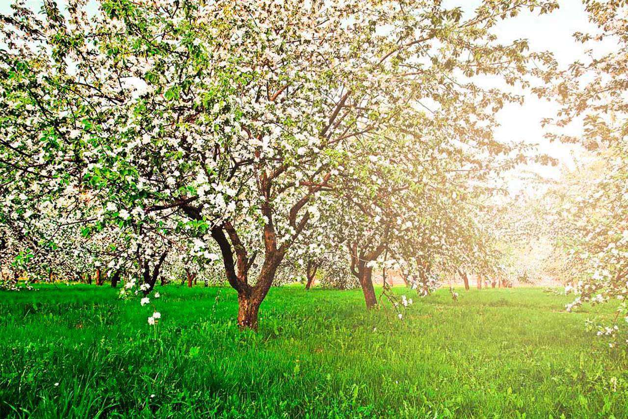 Фотообои в интерьере яблони весной  10-092 фото