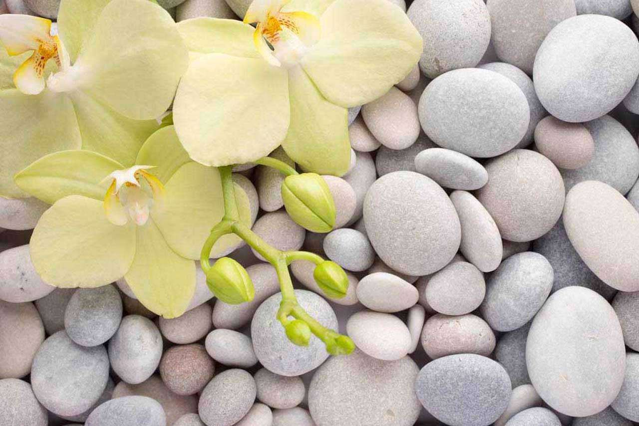 Фотообои в интерьере светлая орхидея на камнях  10-203 фото