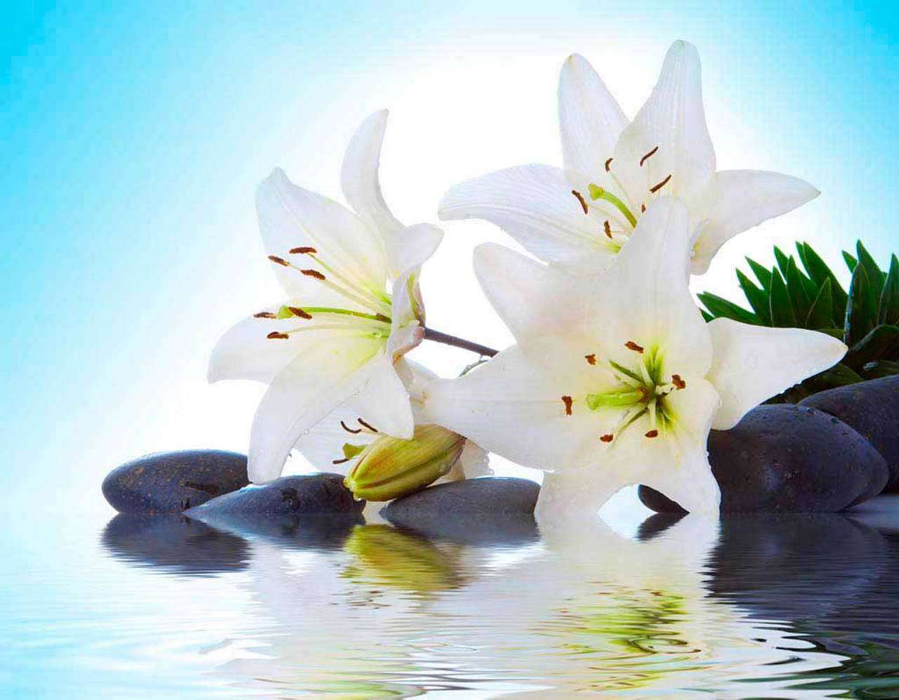 Фотообои в интерьере три лилии на камнях  10-380 фото