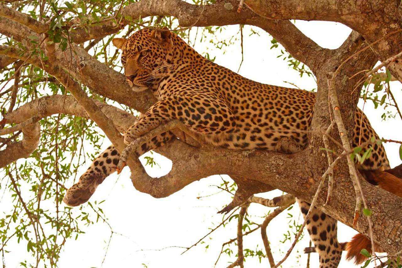 Фотообои в интерьере на охоте  3-075 фото