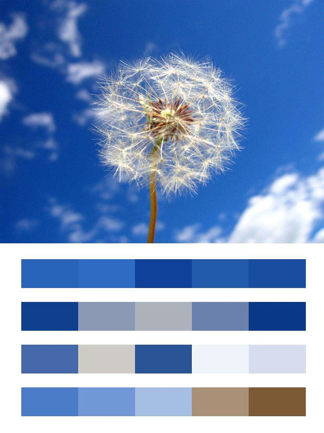 Одуванчик на фоне неба  9-334