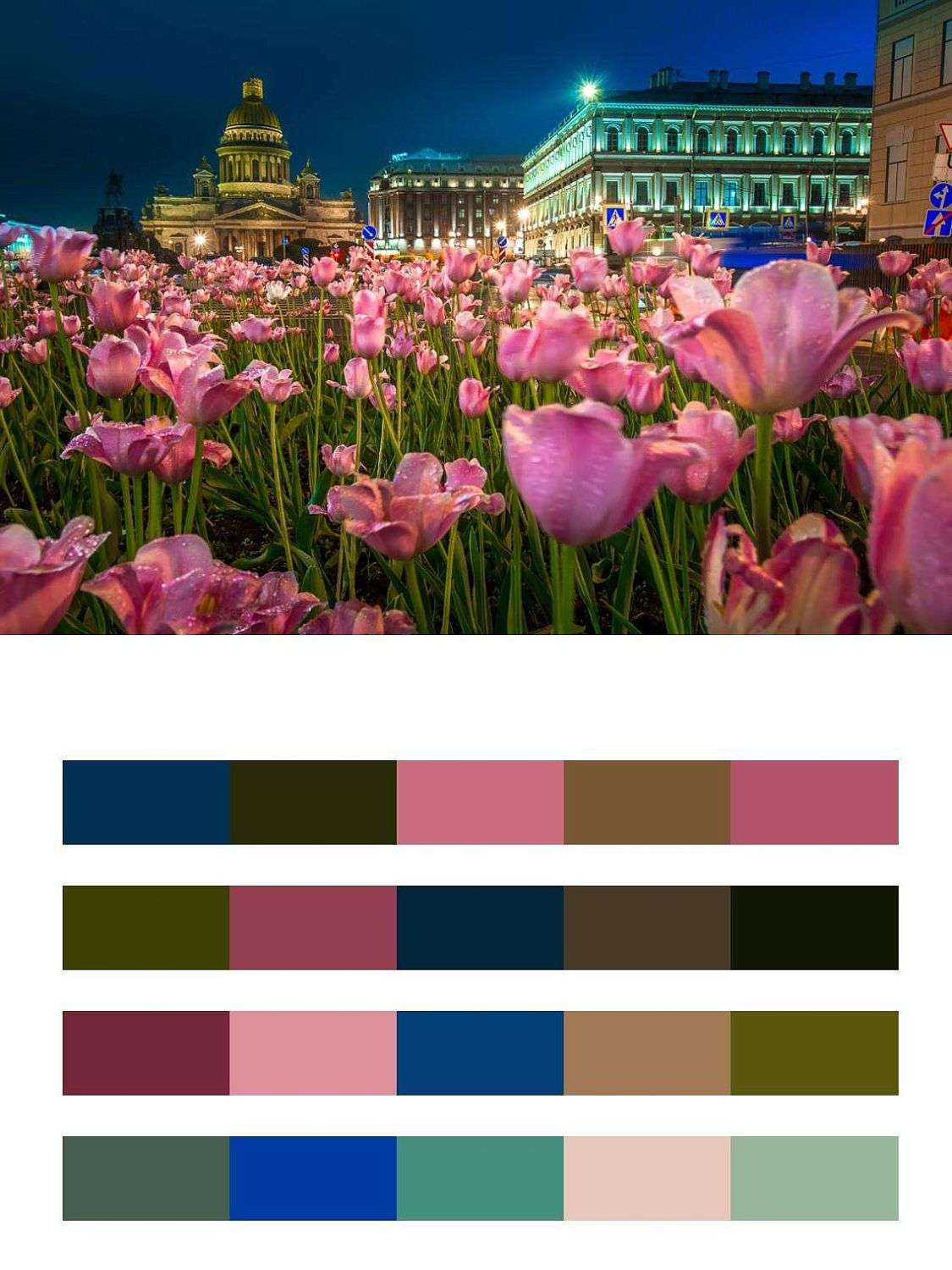 Розовые тюльпаны у Исаакиевского собора  9-663