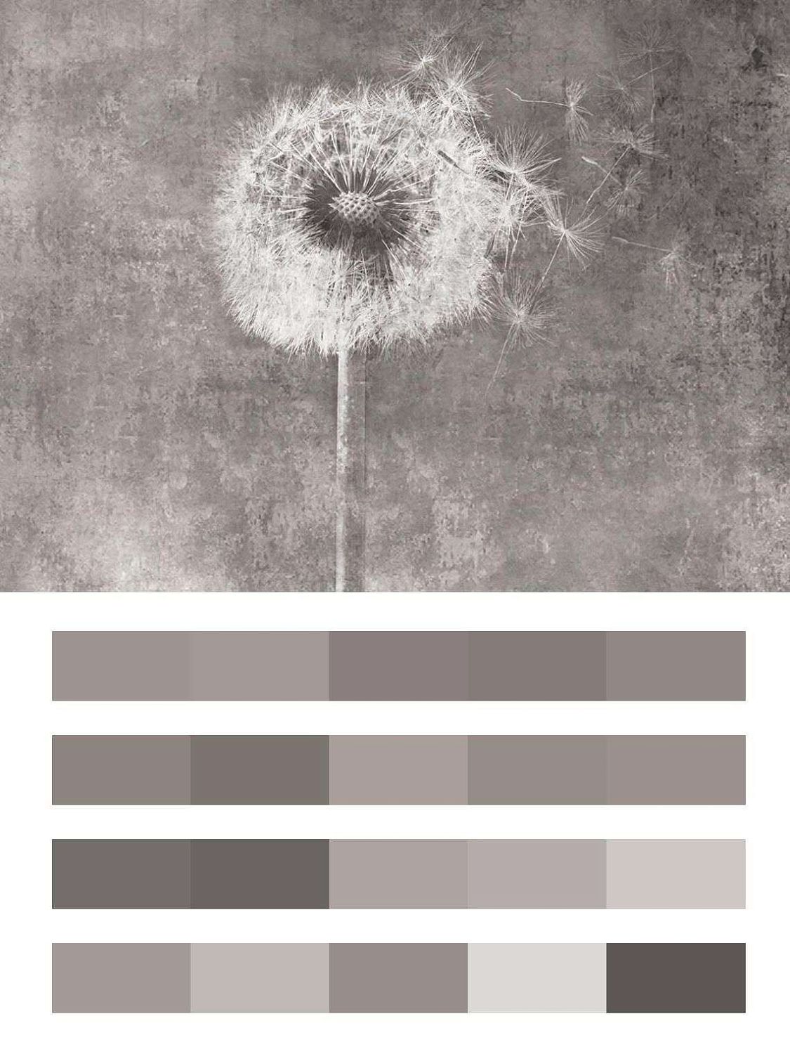 Одуванчик на сером фоне  10-882