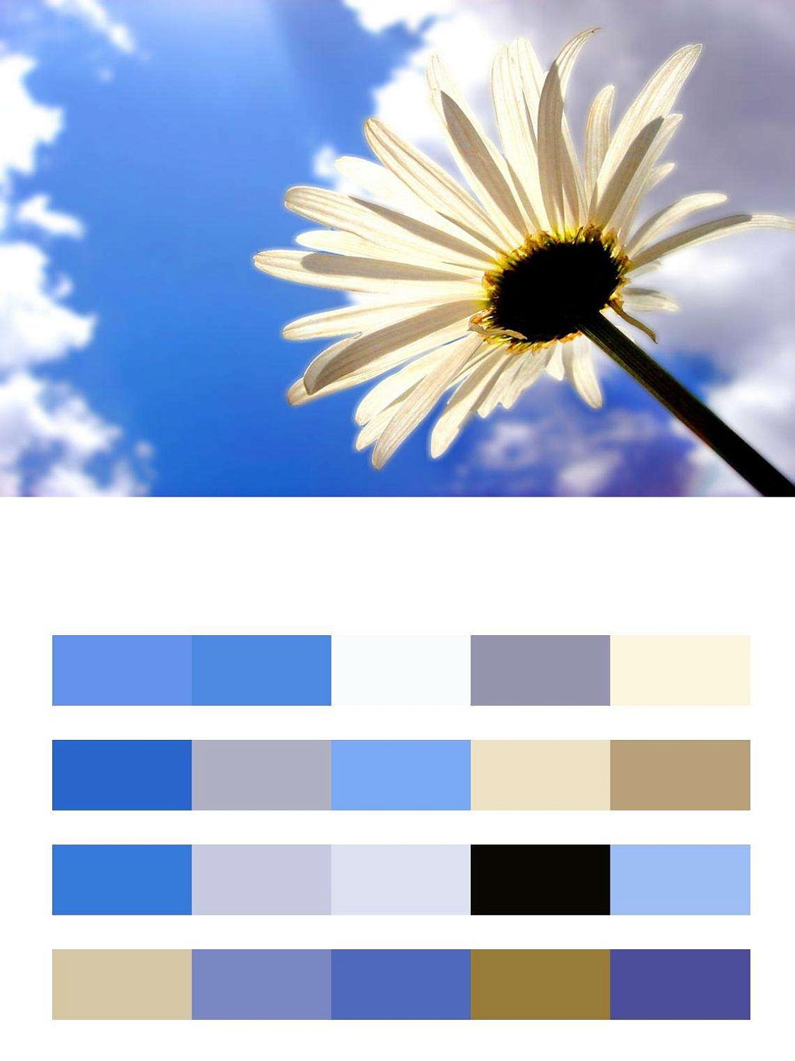 Ромашка на фоне голубого неба  9-327