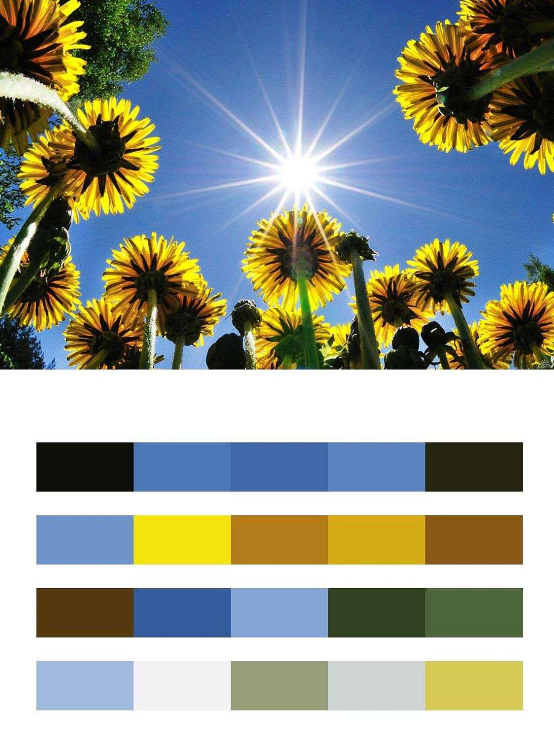 Желтые одуванчики 3д и лучи солнца на небе  9-346