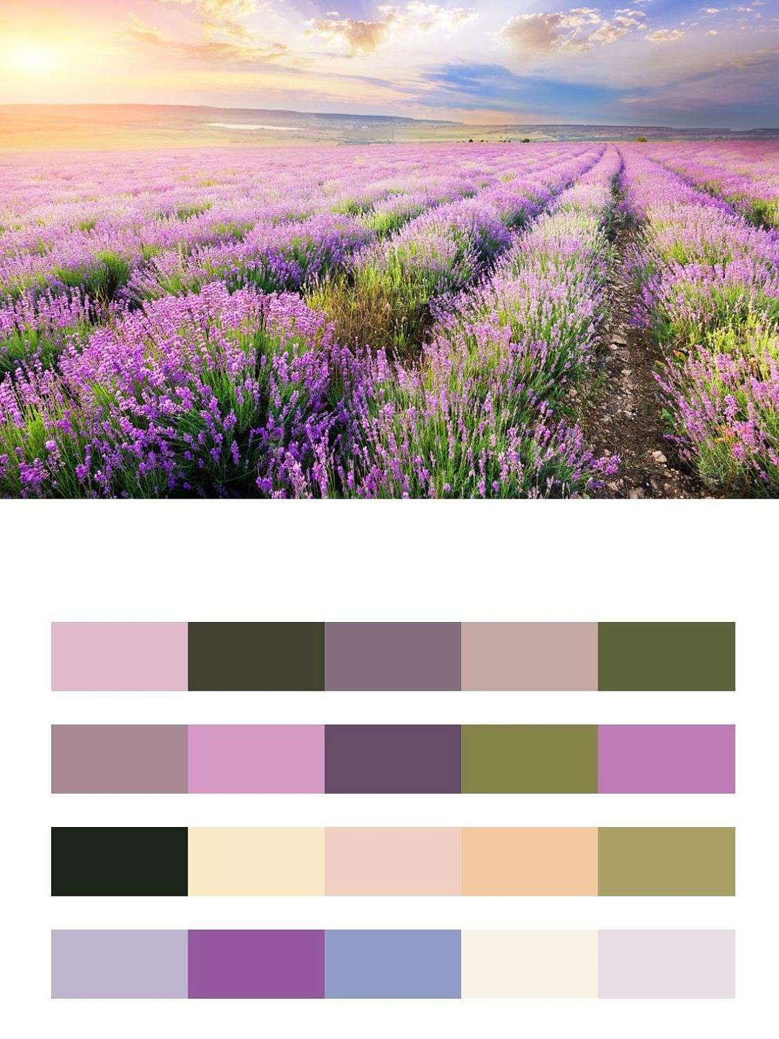 Лавандовое поле  9-219