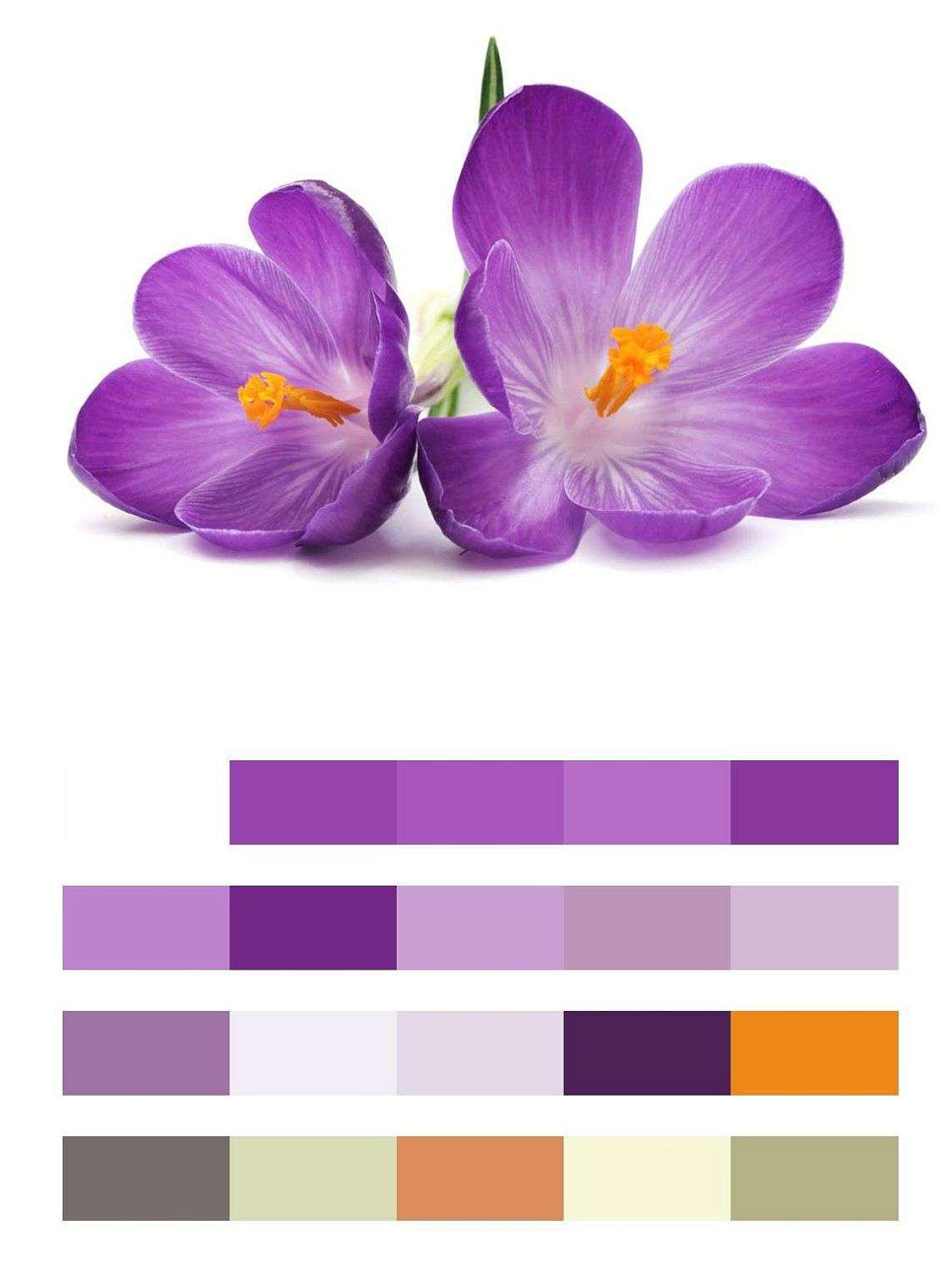 Крокусы  9-057