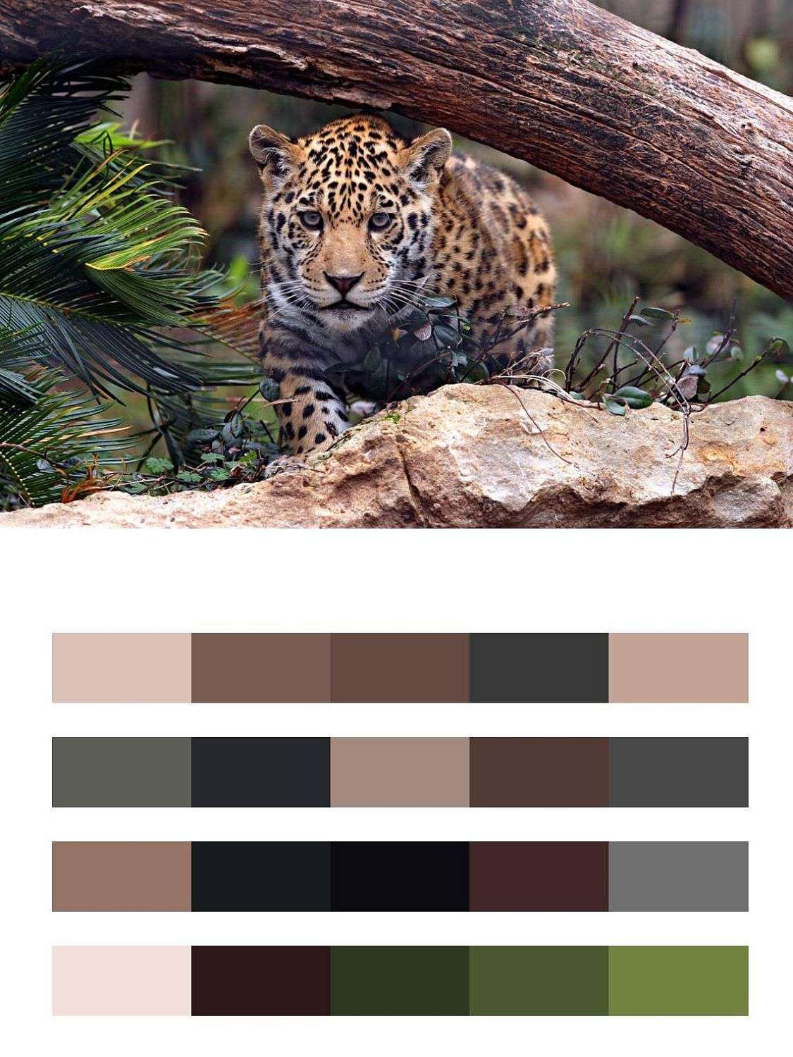 Дикая кошка  9-265