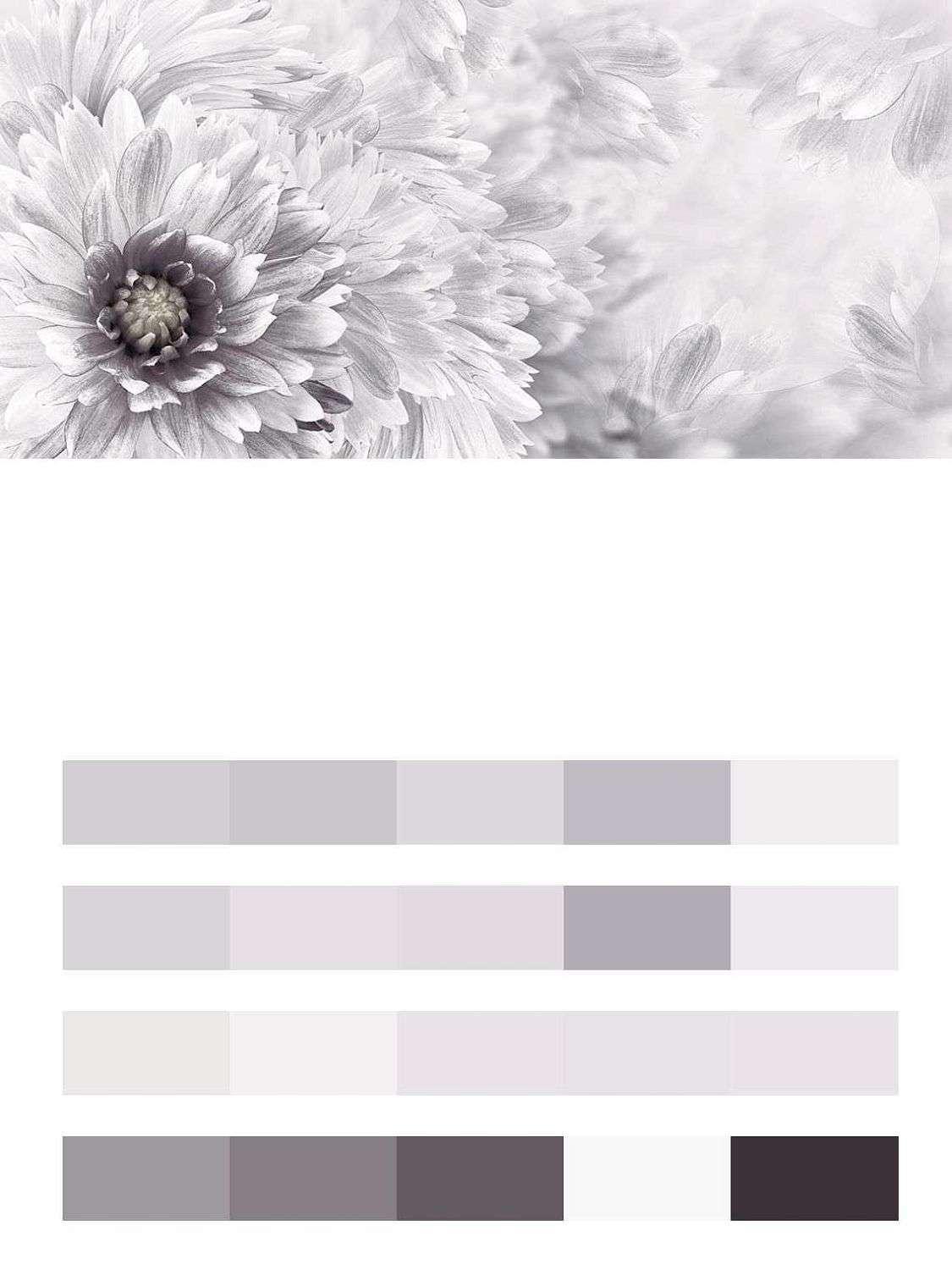 Хризантема  10-865