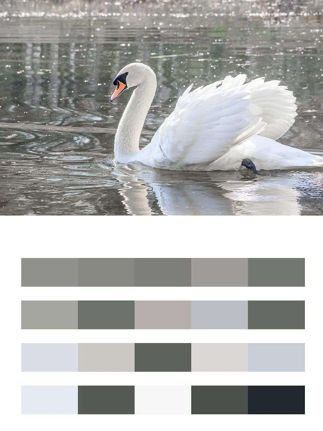 Лебедь на воде  9-1733