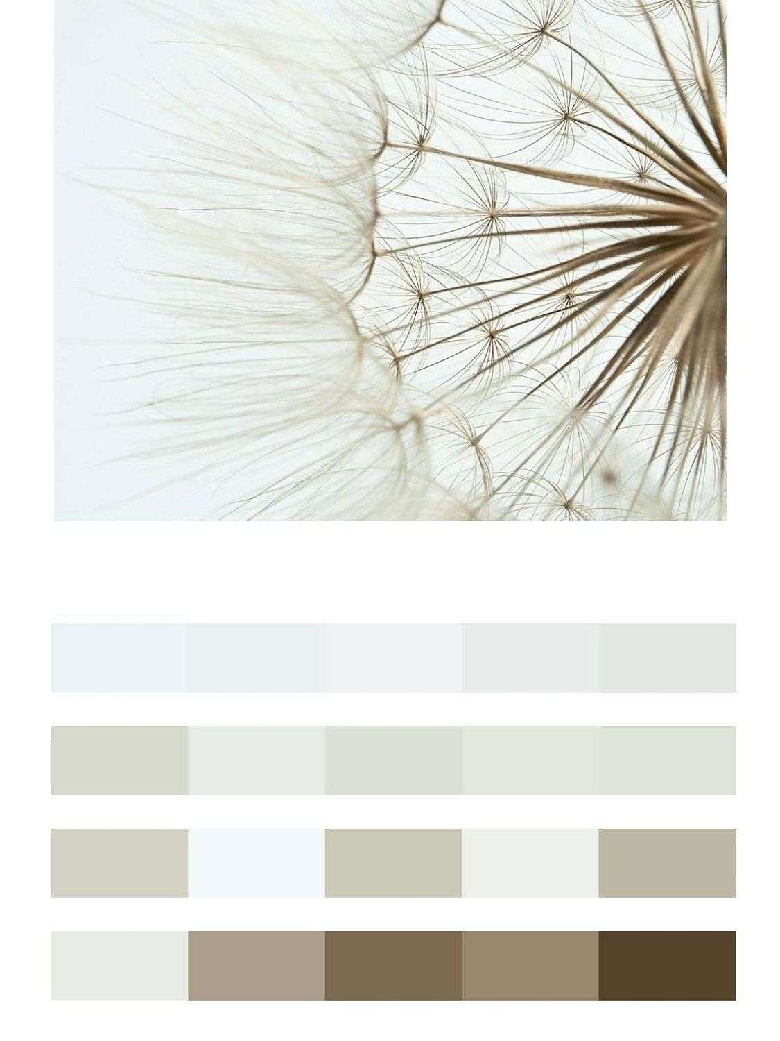 Одуванчик большой  9-1772