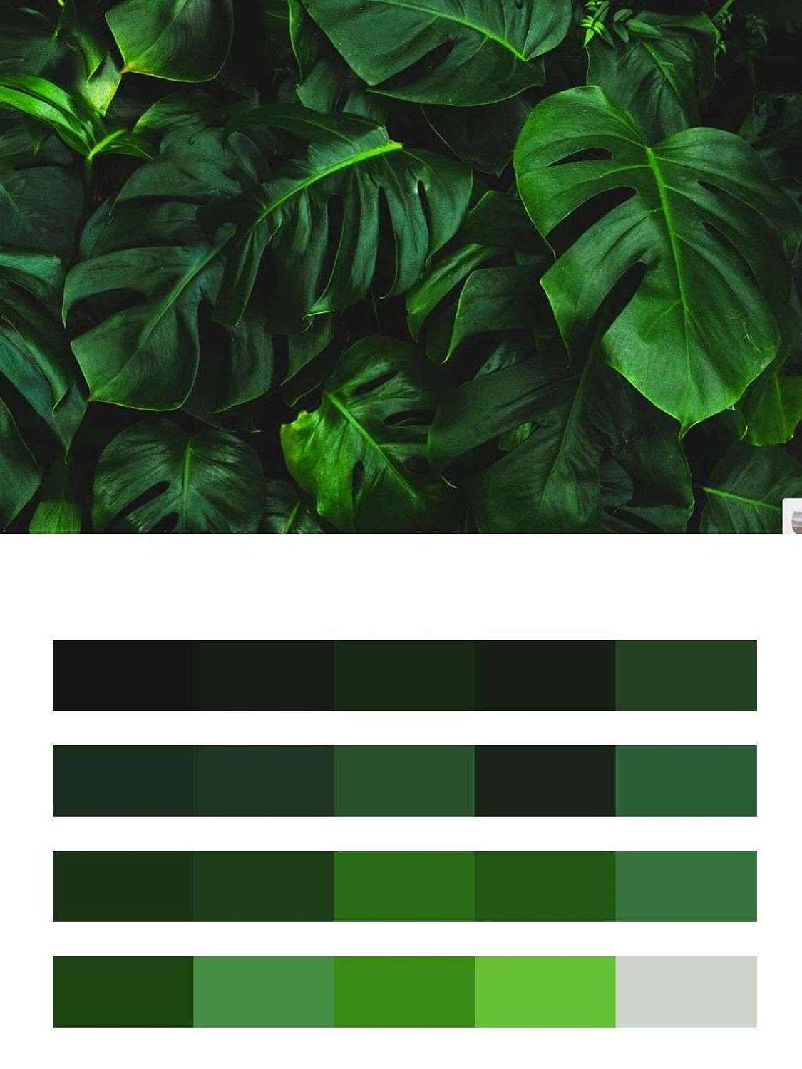 Тропики роскошные  10-739