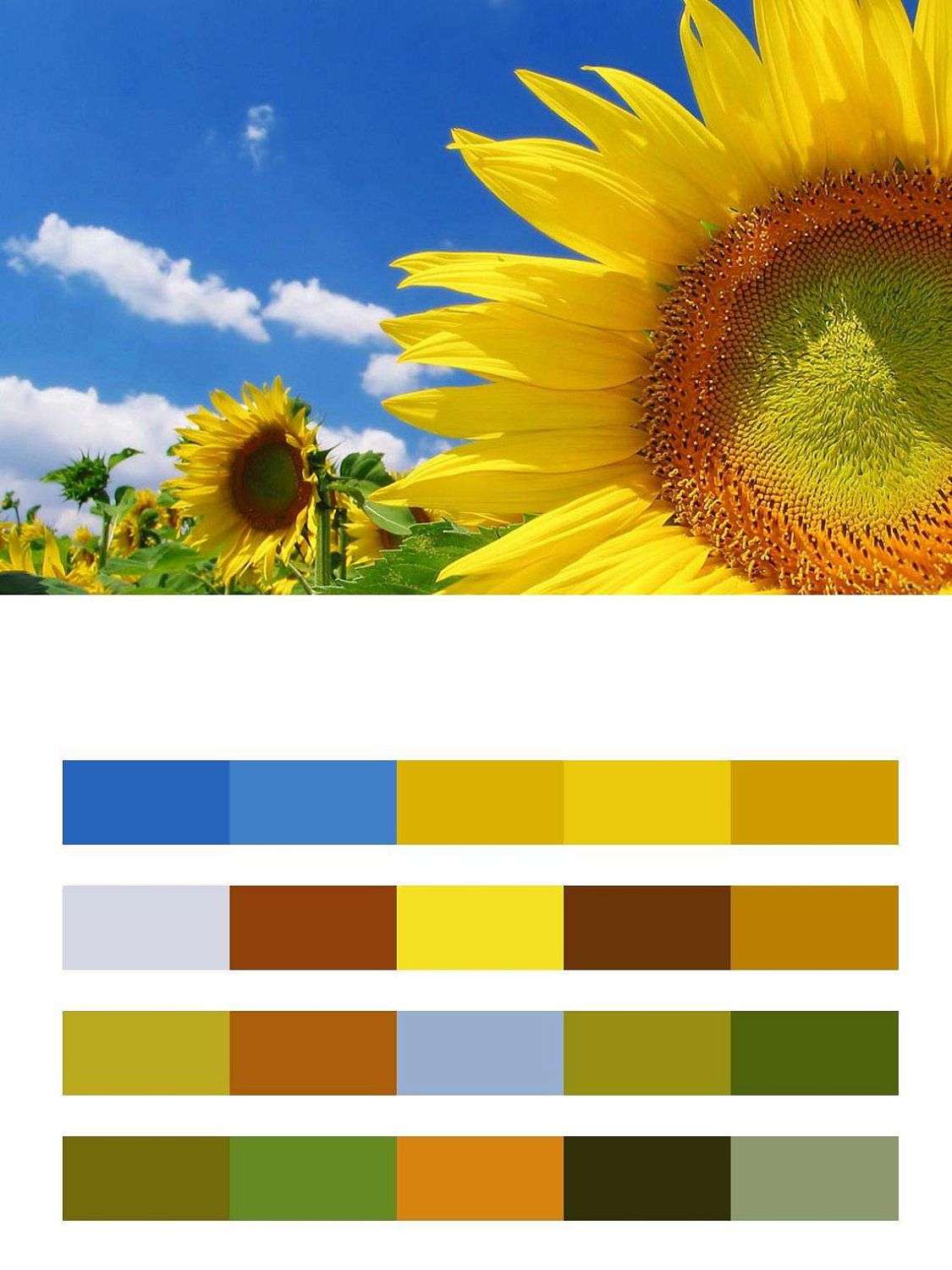 Желтый подсолнух 3 д на фоне неба  9-386